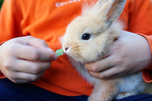 Niño pequeño con conejo