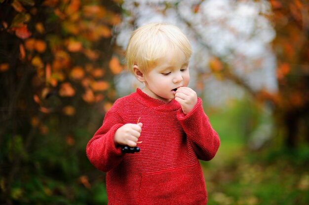 Niño pequeño elegante lindo que escoge las grosellas negras en jardín doméstico