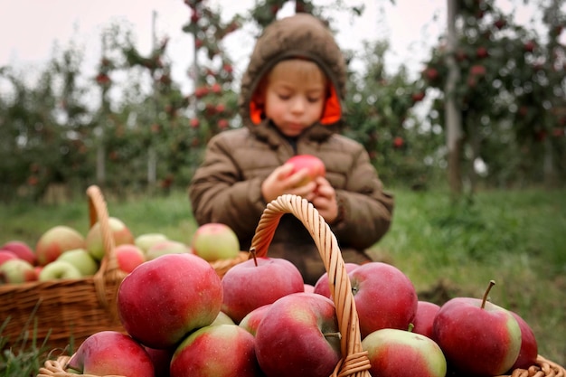 Niño pequeño en el huerto de manzanas antes de la cosecha Niño pequeño comiendo una manzana roja grande en el jardín de frutas en la cesta de la cosecha de manzanas en un primer plano Sombra suave del día nublado de otoño