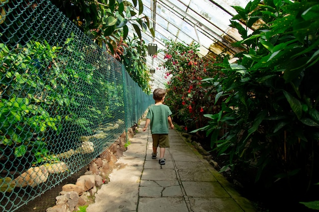 Niño pequeño en el invernadero de palmeras del jardín botánico