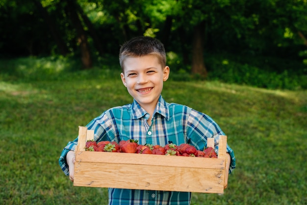 Un niño pequeño y lindo se para con una caja grande de fresas maduras y deliciosas. Cosecha. Fresas maduras. Baya natural y deliciosa.