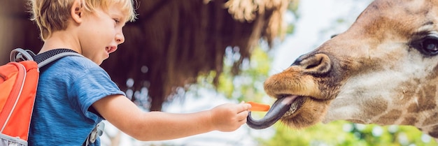 Niño pequeño mirando y alimentando jirafas en el zoológico. Niño feliz divirtiéndose con animales safari park en un cálido día de verano BANNER, formato largo