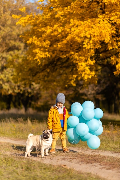 Un niño pequeño con un montón de globos y un perro pug camina en el parque de otoño Árboles amarillos y bolas azules Niño elegante Infancia feliz