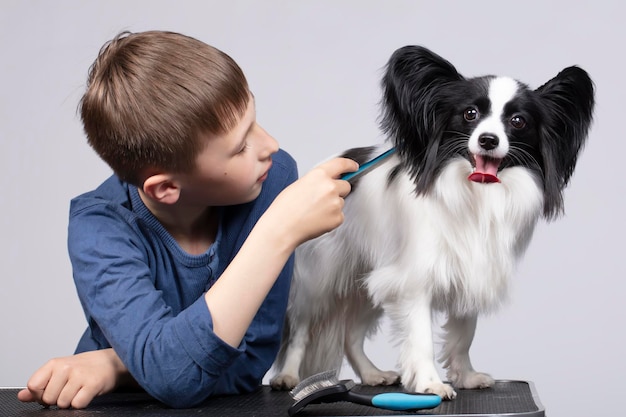 Un niño pequeño peina un perro papillon Mascota con dueño Niño con un cachorro divertido