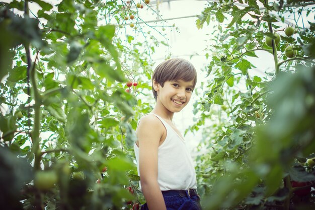 Un niño pequeño que recolecta en cosecha madura del tomate en un jardín vegetal