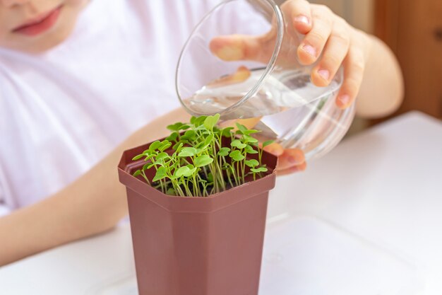 Niño pequeño que riega la plántula en la maceta. Cuidando la naturaleza. concepto de vacaciones del día de la Tierra y día mundial del medio ambiente. Cultivo de hortalizas en casa.