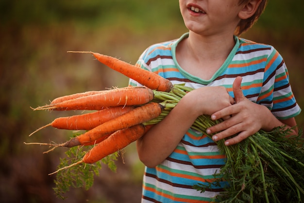 Niño pequeño que sostiene zanahorias en sus manos.