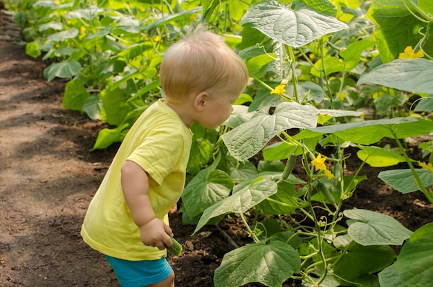 Un niño pequeño recogiendo un pepino en un invernadero de una cama de jardín