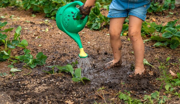 un niño planta fresas en el jardín enfoque selectivo