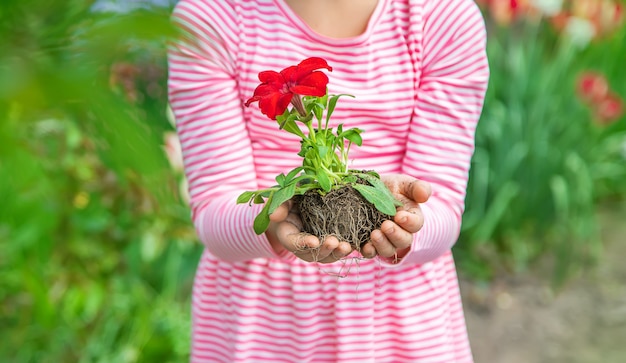 Un niño planta un jardín de flores. Enfoque selectivo.