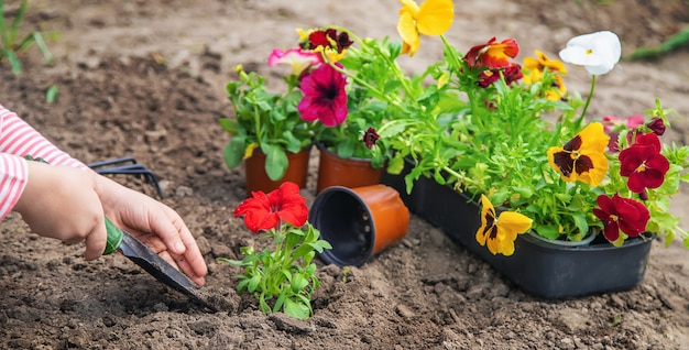 Un niño planta un jardín de flores. Enfoque selectivo.