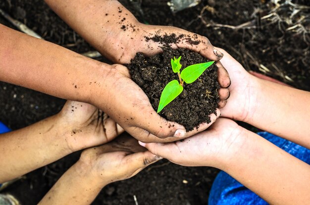 niño con planta joven en manos