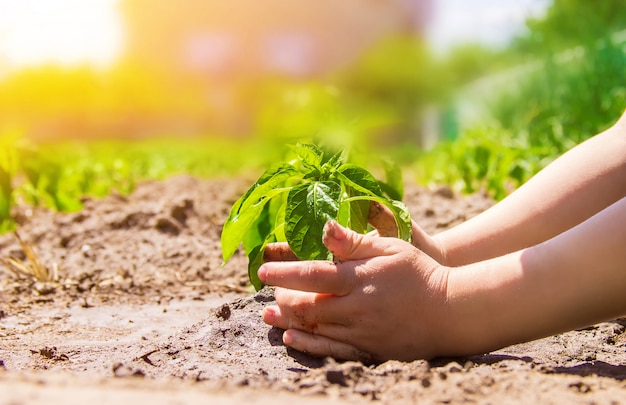 Un niño planta una planta en el jardín. Enfoque selectivo