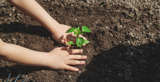 Un niño con plántulas en sus manos en el jardín.