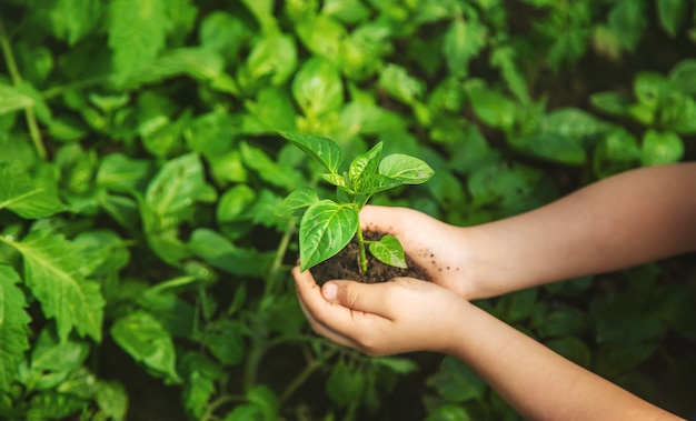 Un niño con plántulas en sus manos en el jardín.