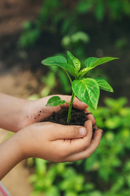 Un niño con plántulas en sus manos en el jardín.