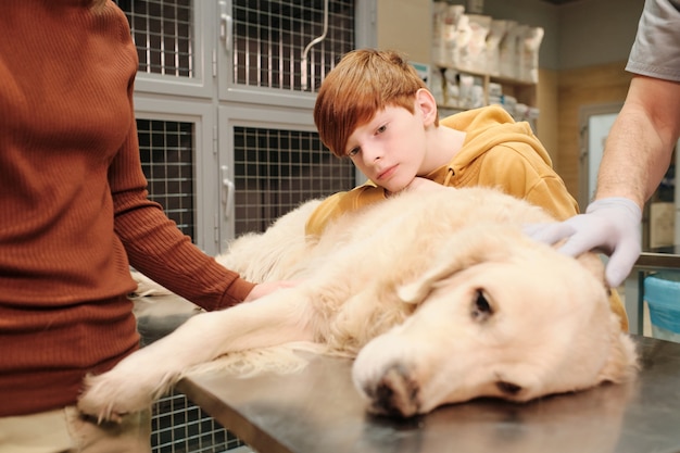 Niño preocupándose por su mascota durante el examen médico en la clínica veterinaria