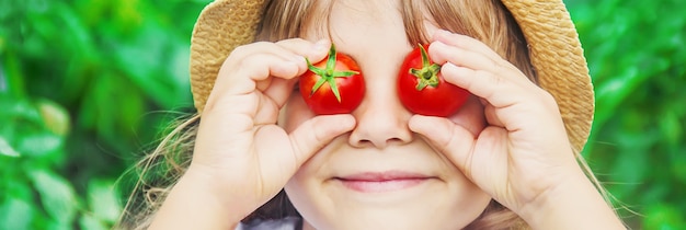 El niño recoge una cosecha de tomates caseros. enfoque selectivo