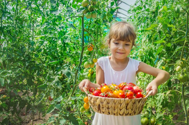 El niño recoge una cosecha de tomates. Enfoque selectivo.