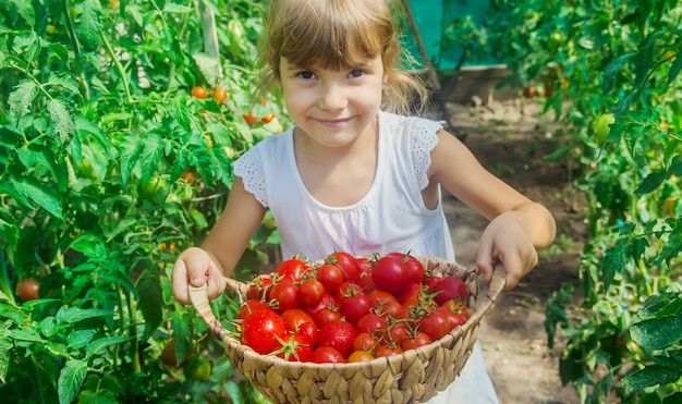 El niño recoge una cosecha de tomates.