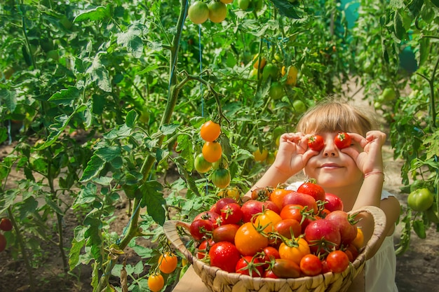 El niño recoge una cosecha de tomates.