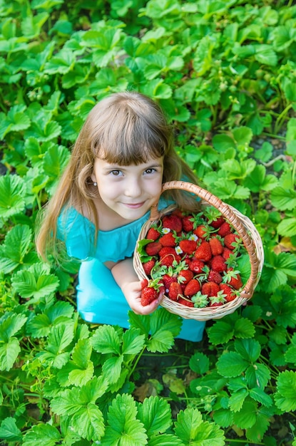 El niño recoge fresas en el jardín Enfoque selectivo