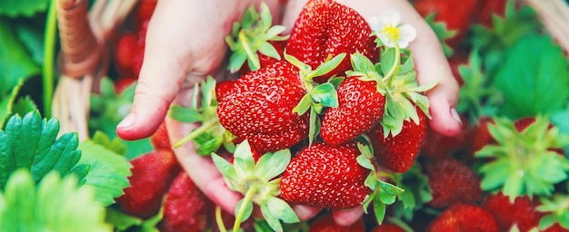 El niño recoge fresas en el jardín Enfoque selectivo