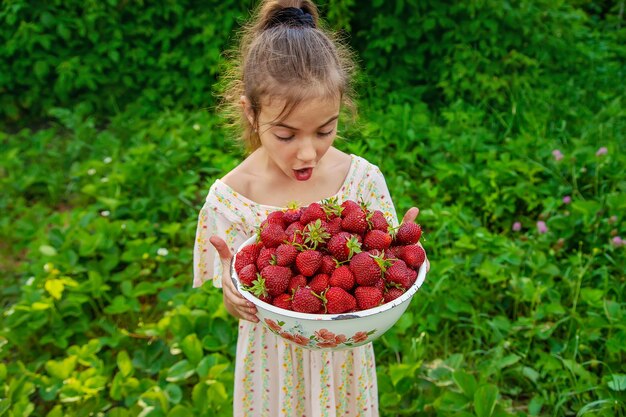 El niño recoge fresas en el jardín. Naturaleza.