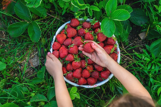 El niño recoge fresas en el jardín. Naturaleza.