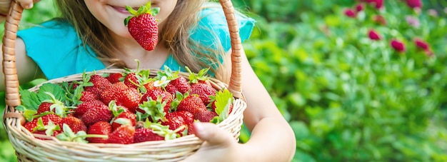 El niño recoge fresas en el jardín.