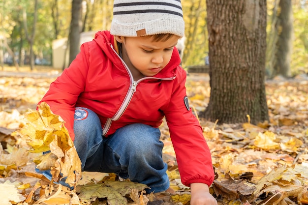 Niño recoge hojas de otoño caídas en el parque