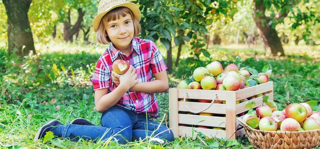 niño recoge manzanas en el jardín en el jardín. Enfoque selectivo.