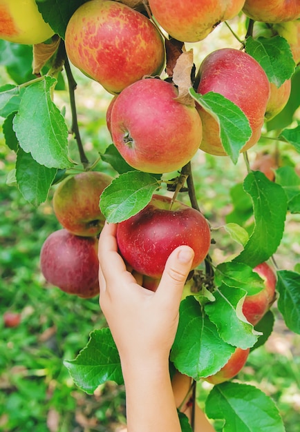 niño recoge manzanas en el jardín en el jardín. Enfoque selectivo.