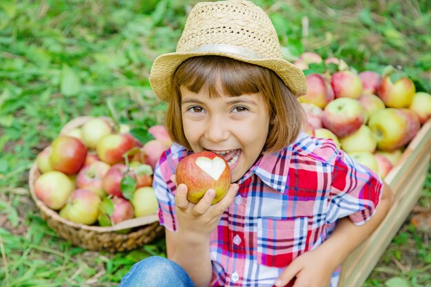 Niño recoge manzanas en el jardín en el jardín