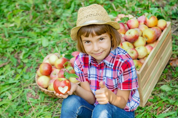 Niño recoge manzanas en el jardín en el jardín