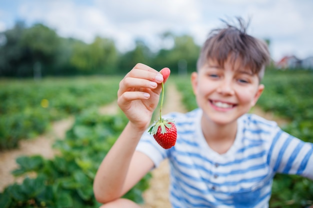 niño recogiendo y comiendo fresas en un campo