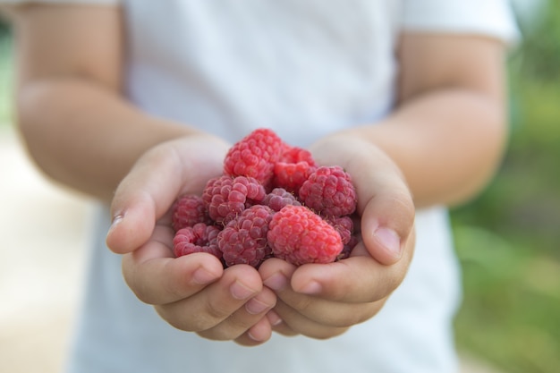 Foto niño recogiendo frambuesa. los niños recogen fruta fresca en la granja de frambuesas orgánicas.