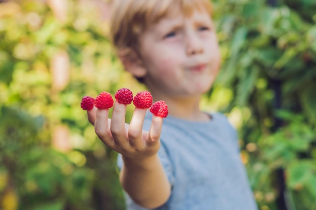 Niño recogiendo frambuesas niños recogen fruta fresca en frambuesas orgánicas los niños de la granja y jardinería