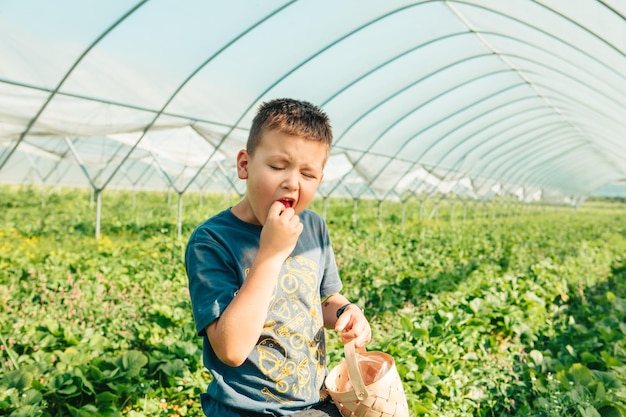 Niño recogiendo fresas en la granja comiendo masticando comiendo disfrutando del espacio de copia