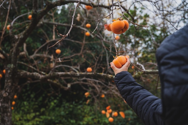 Niño recogiendo una fruta de caqui naranja madura de un árbol caqui de otoño