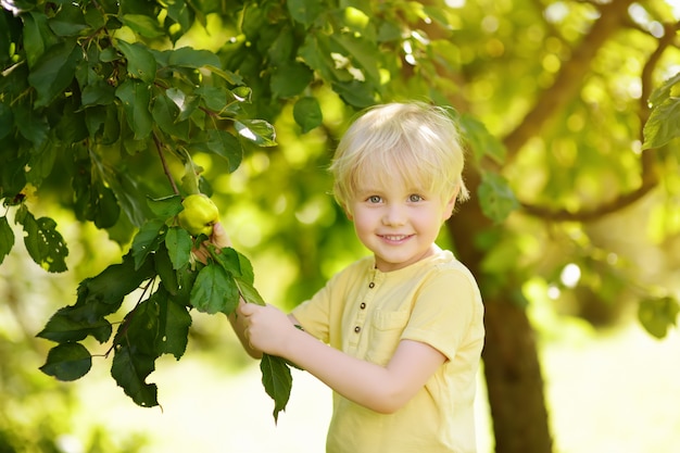 Niño recogiendo manzanas del árbol.