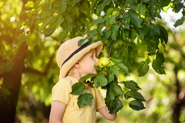 Niño recogiendo manzanas del árbol.