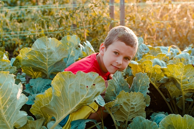 Niño en repollo en las luces de la tarde de verano