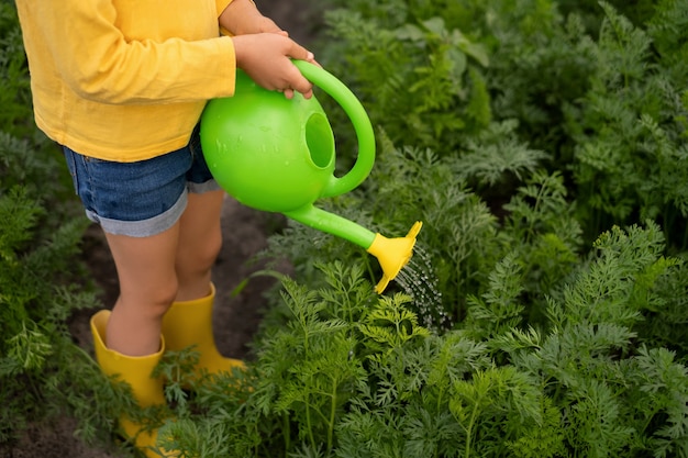 un niño riega zanahorias en el jardín con una pequeña regadera de juguete verde