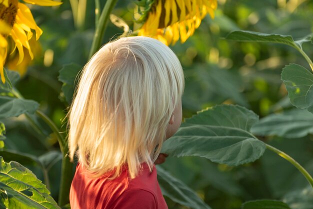 Niño rubio en campo de girasoles, vista posterior. Niño rubio.