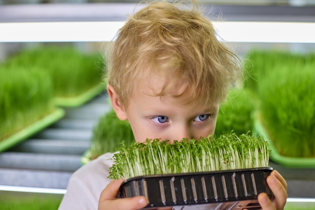 Niño rubio con ojos azules olfatea brotes de berros frescos en una granja de microvegetales