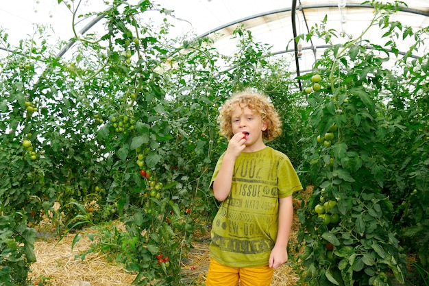 Niño rubio recogiendo tomates en el jardín