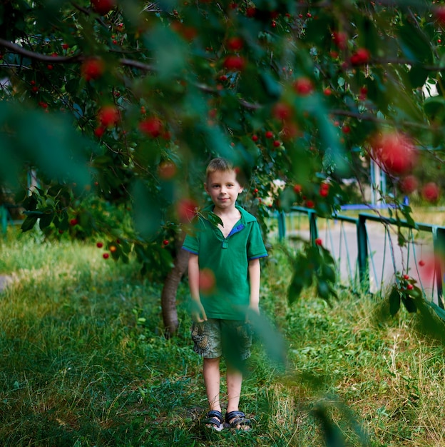 Niño de seis años cerca de un árbol con cerezas.