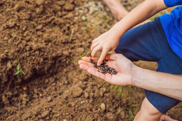 Foto niño sembrando verduras en el jardín de la casa siembra zanahorias remolachas hinojo jardinería de primavera