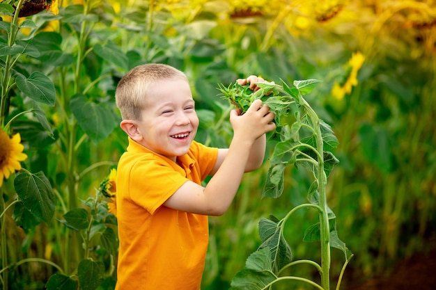 niño sentado en un campo con girasoles